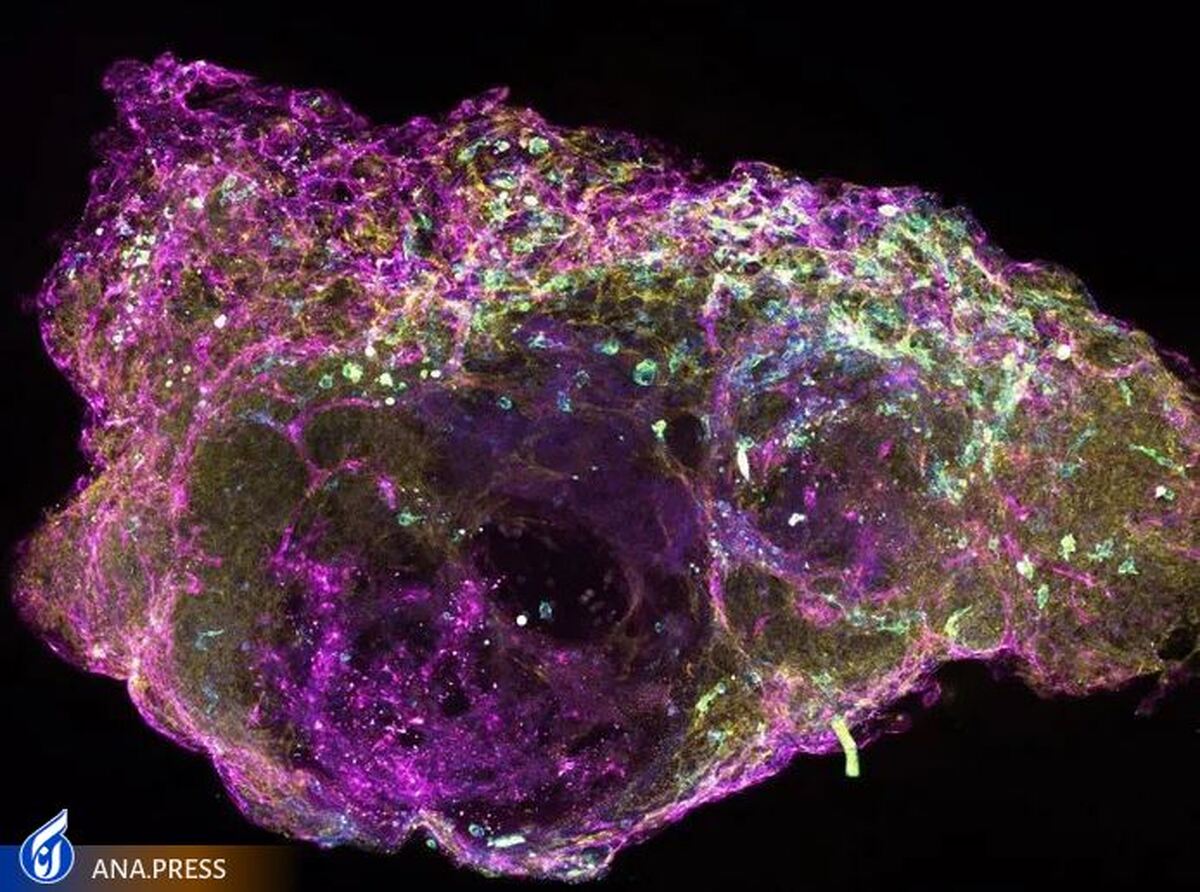 دانشمندان اولین "ارگانوئید" مغز استخوان انسان را ایجاد کردند