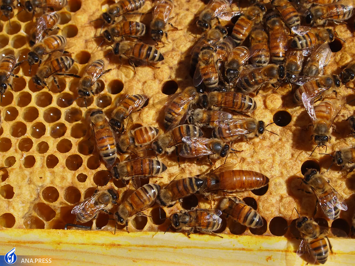 اولین واکسن زنبور عسل جهان تایید شد