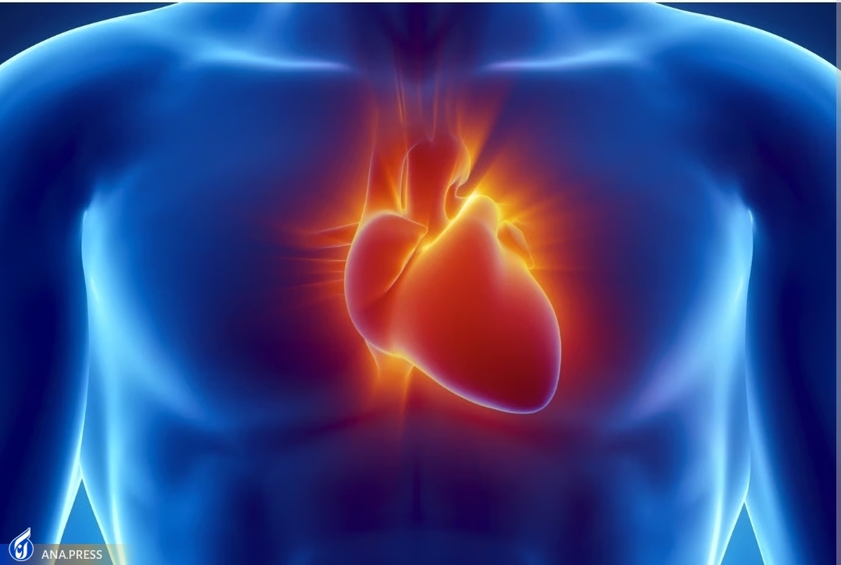 شناسایی پروتئینی که عضله آسیب دیده قلب را ترمیم می‌کند
