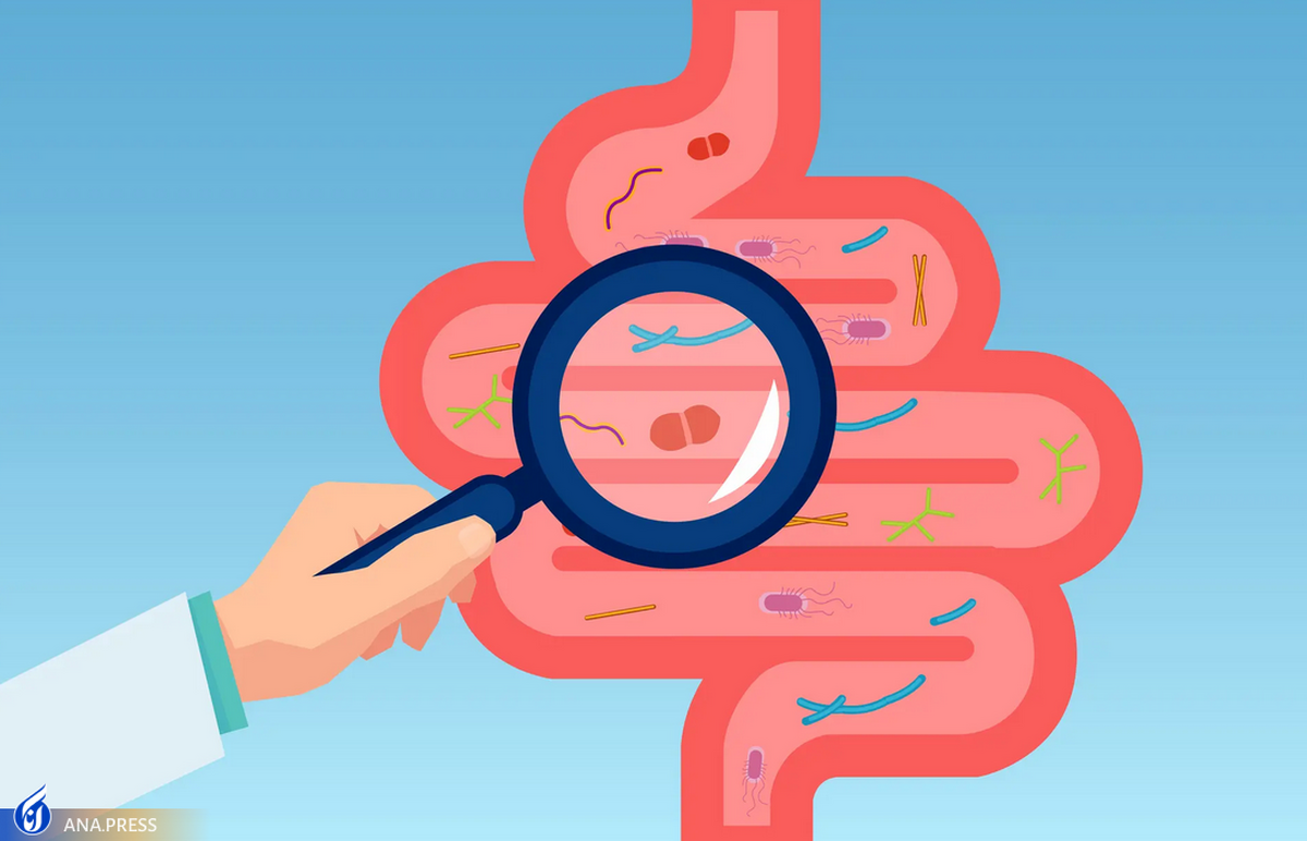 باکتری‌های روده چگونه باعث افزایش وزن می‌شوند؟