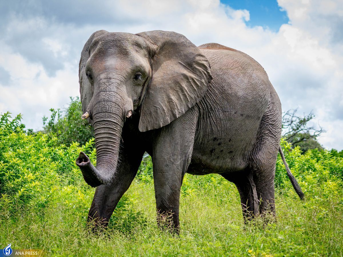 فیل‌ها نقش مهمی در مبارزه با گرمایش جهانی زمین دارند