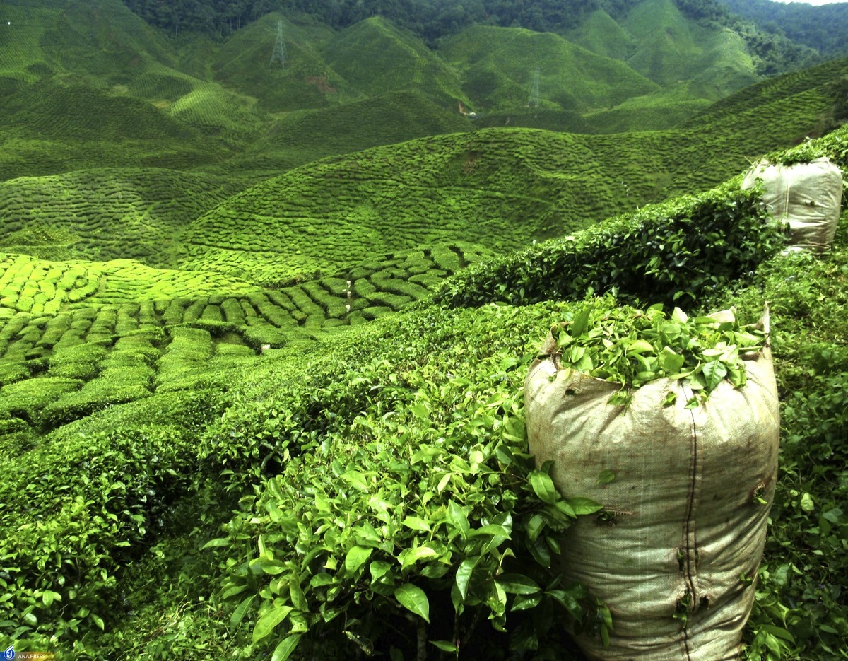 تنظیم بازار چای به بخش خصوصی واگذار شد