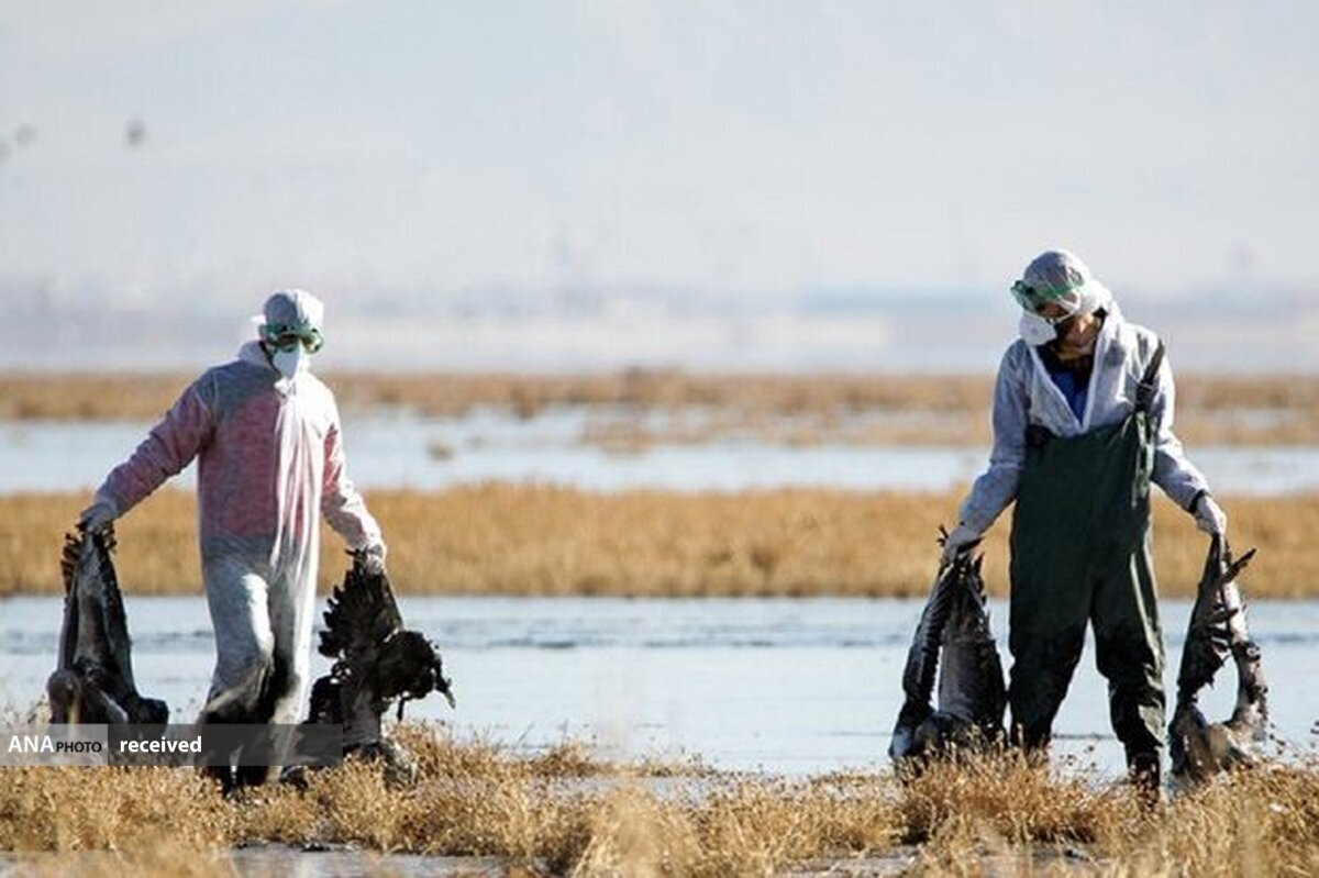 احتمال شیوع آنفلوانزای فوق حاد پرندگان در ایران