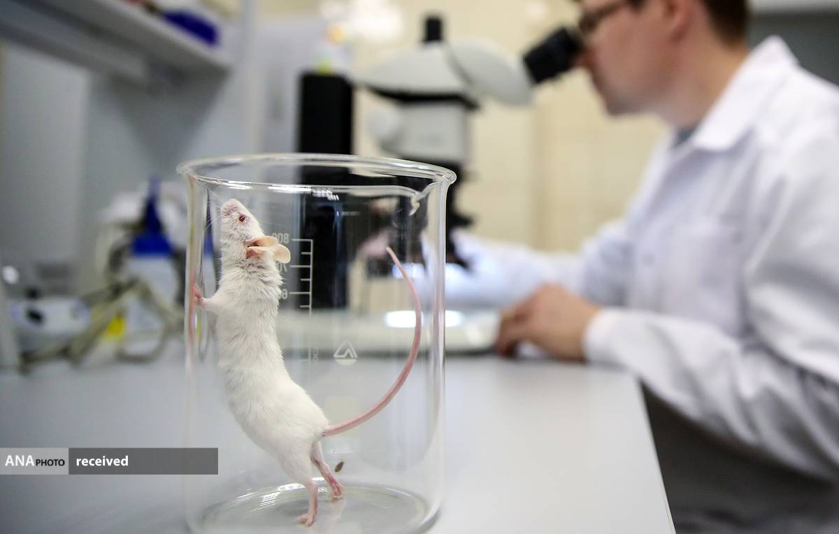 ساخت حیوان مدل آزمایشگاهی تراریخته برای ارزیابی توده سلول‌های بتا