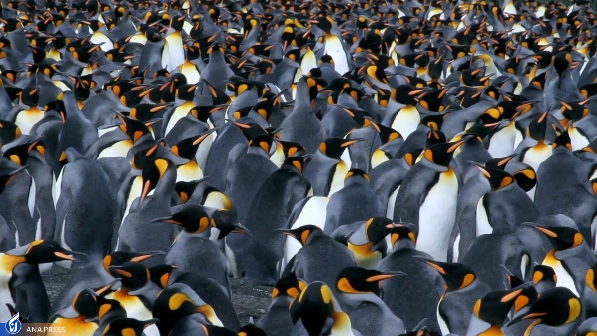 شناسایی ردپای پنگوئن‌های امپراتور از فضا