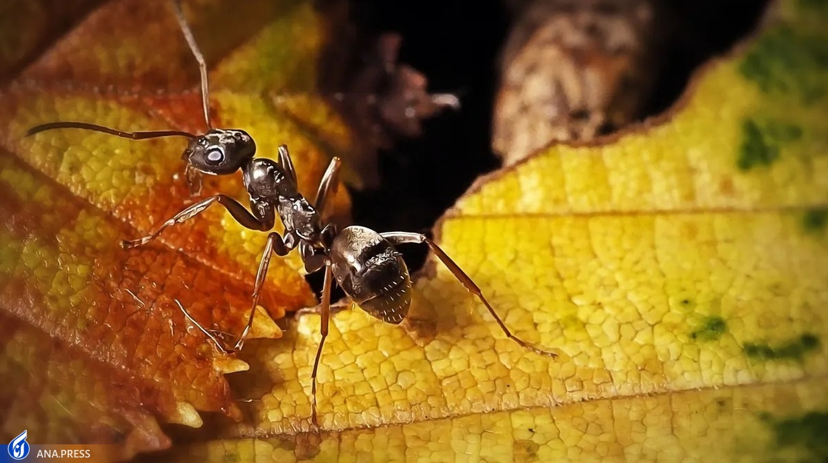 مورچه‌ها می‌توانند بوی تومورهای سرطانی را حس کنند