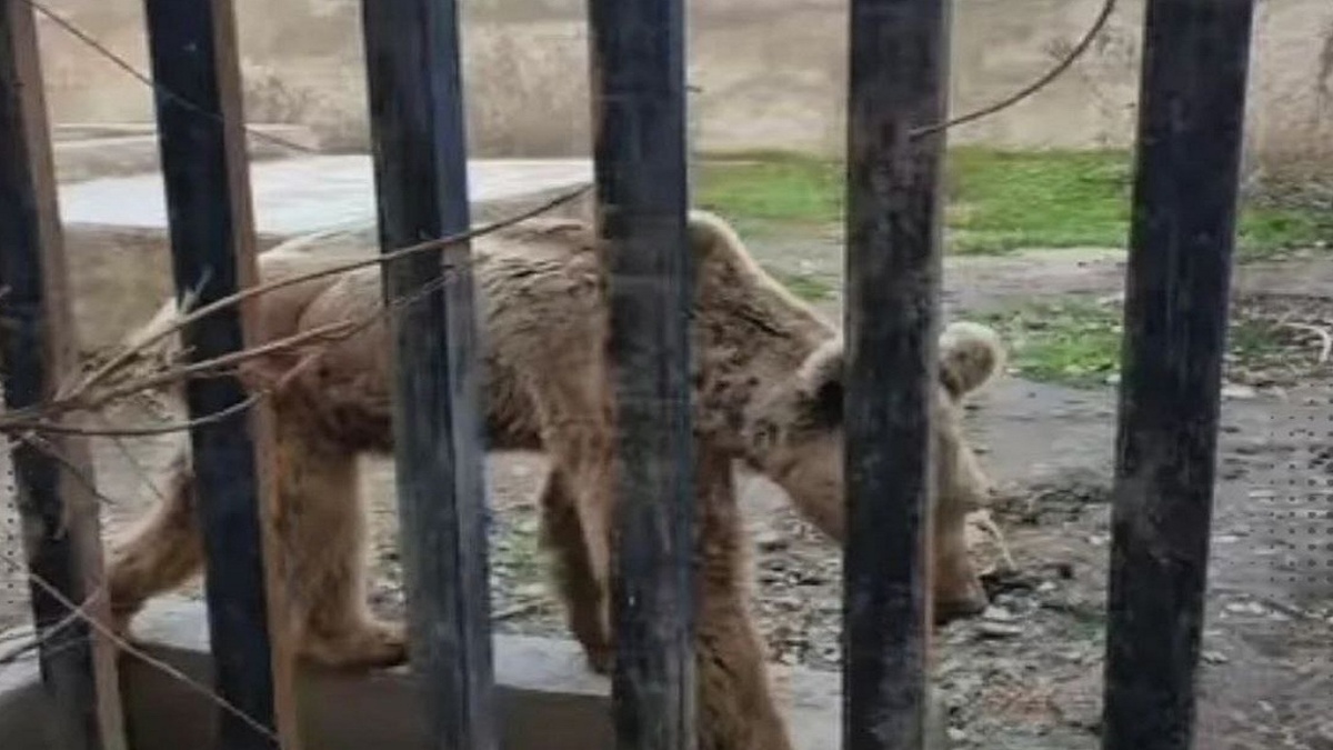 حیوانات باغ وحش ساری بیمار و تحت درمانند