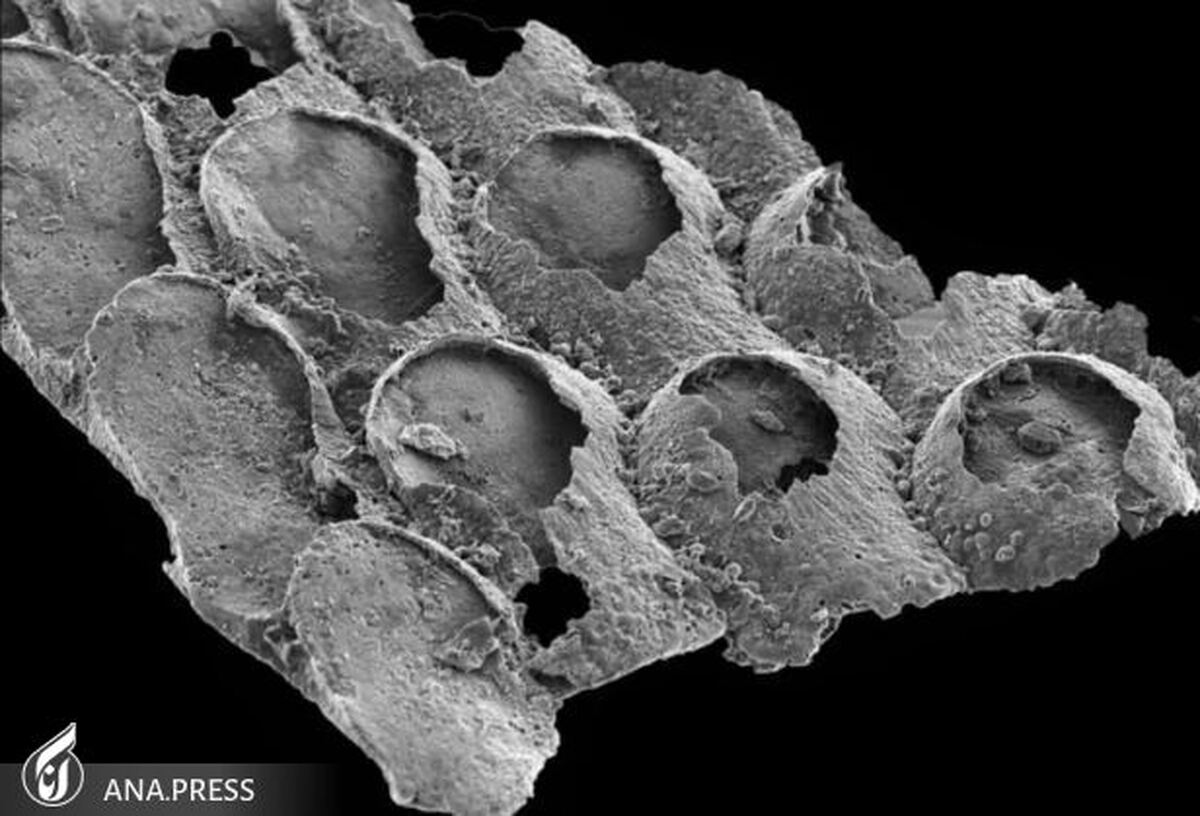 قدیمی‌ترین فسیل موجودات مرموز ماقبل تاریخ آن چیزی نیست که دانشمندان فکر می‌کردند
