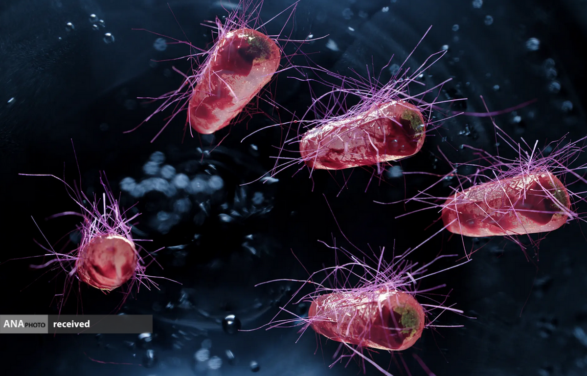 باکتری‌های مهندسی شده‌ای که تومور‌ها را پیدا می‌کنند و از بین می‌برند