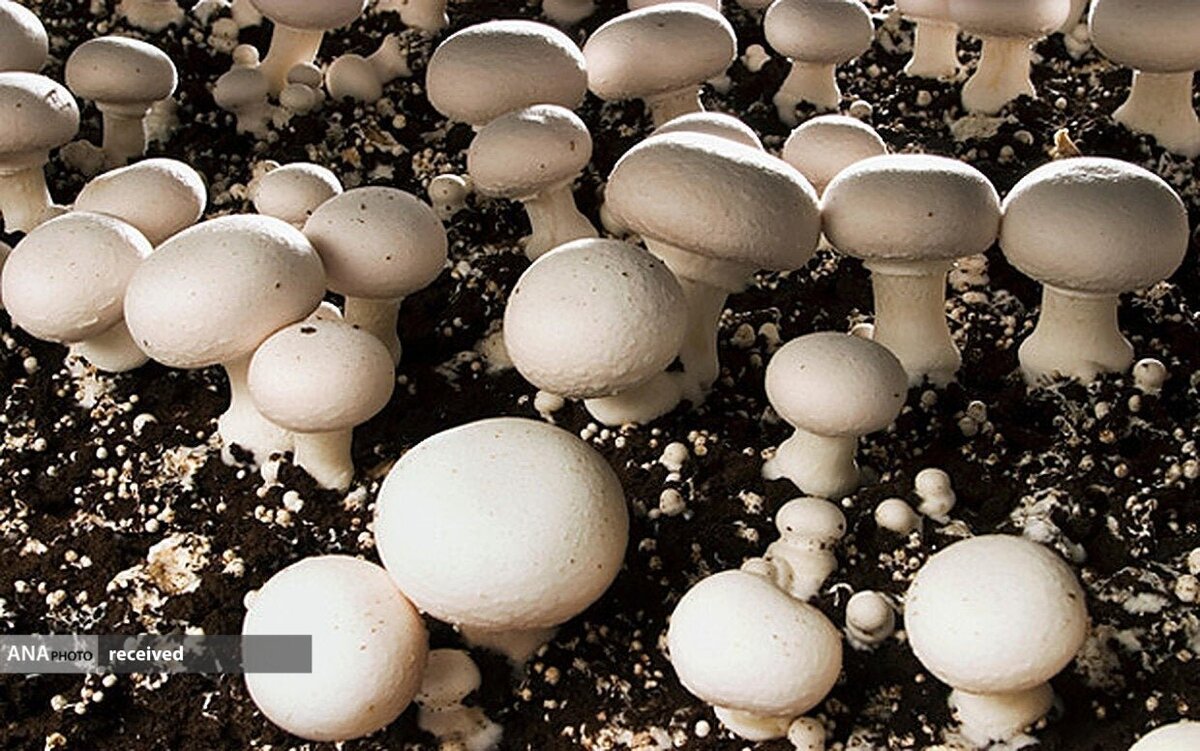 تولید پلیمر زیست تخریب‌پذیر کیتوزان از قارچ برای اولین بار در جهان