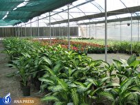 تولید ۲۰۰ هزار عدد بذر از گیاهان زینتی