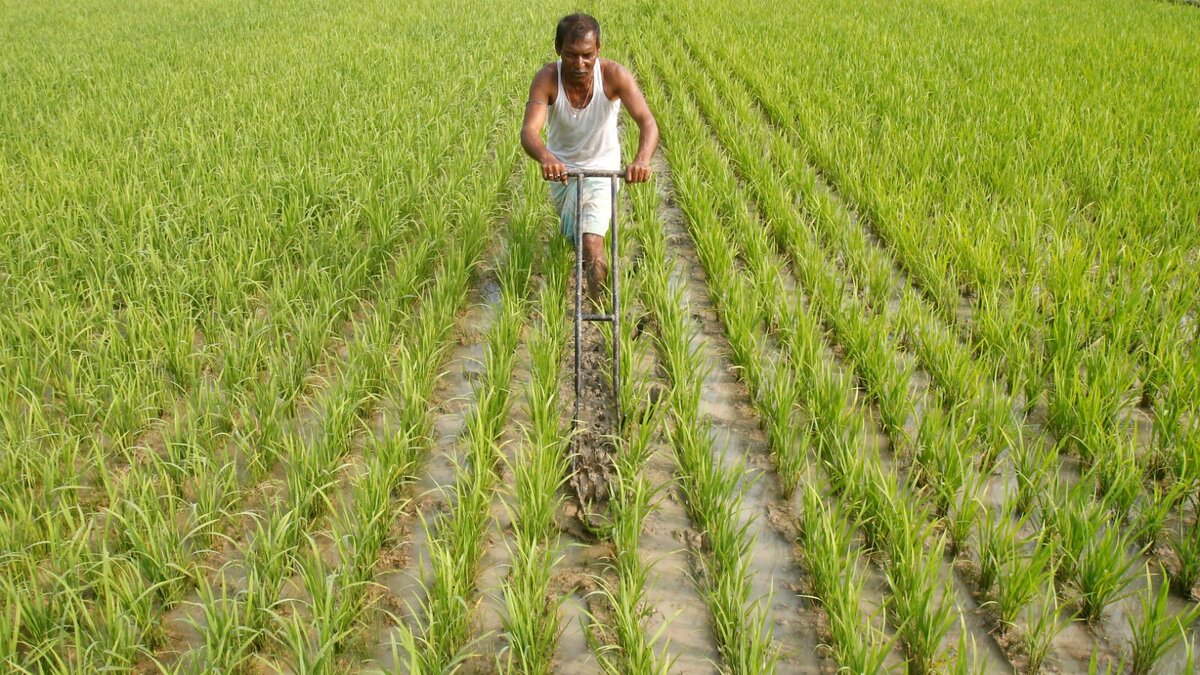 هند ارسال محموله‌های برنج را محدود کرد