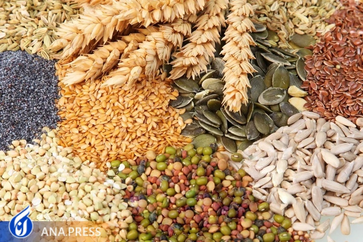 تولید بذر‌های با کیفیت دانه‌های روغنی در ۱۸ پروژه ملی