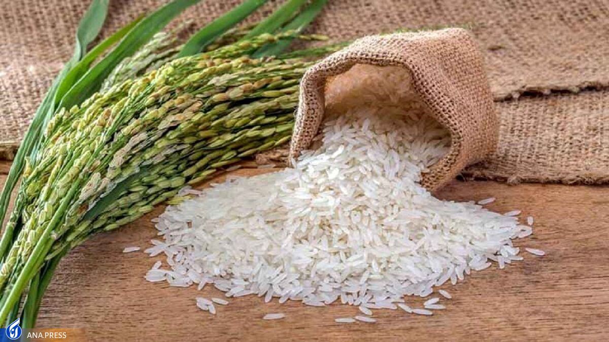 نماینده رشت در مجلس: خرید تضمینی برنج مورد توجه قرار گیرد