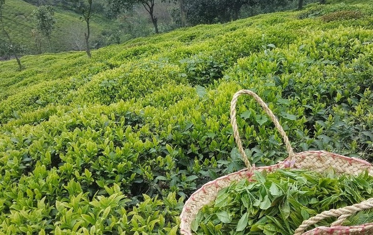 سیاست‌های مؤثر در احیا و توسعه صنعت چای کدامند؟/ لزوم به‌زراعی اصولی و هرس باغات رهاشده