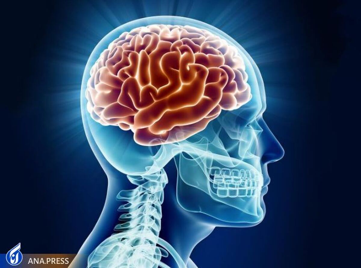 کشف مولکول‌های ضد التهابی که در مغز پیر می‌شوند