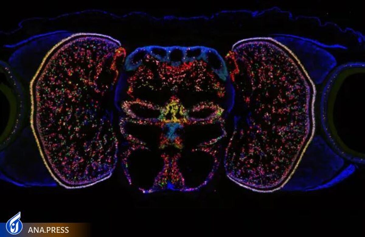 سرنخ‌های جدید برای تکامل مغز از نقشه سیستم بینایی اختاپوس