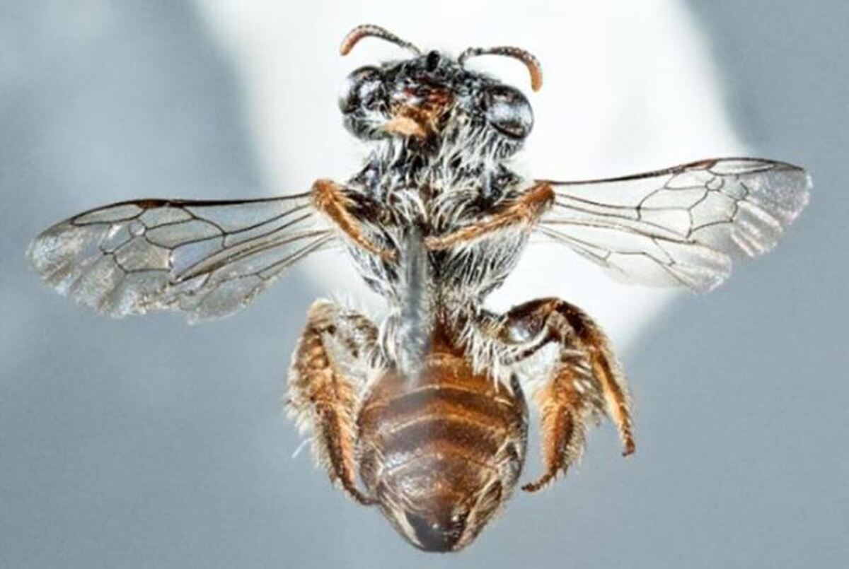 گونه‌های عجیب و غریب زنبور عسل با پوزه سگ مانند کشف شد