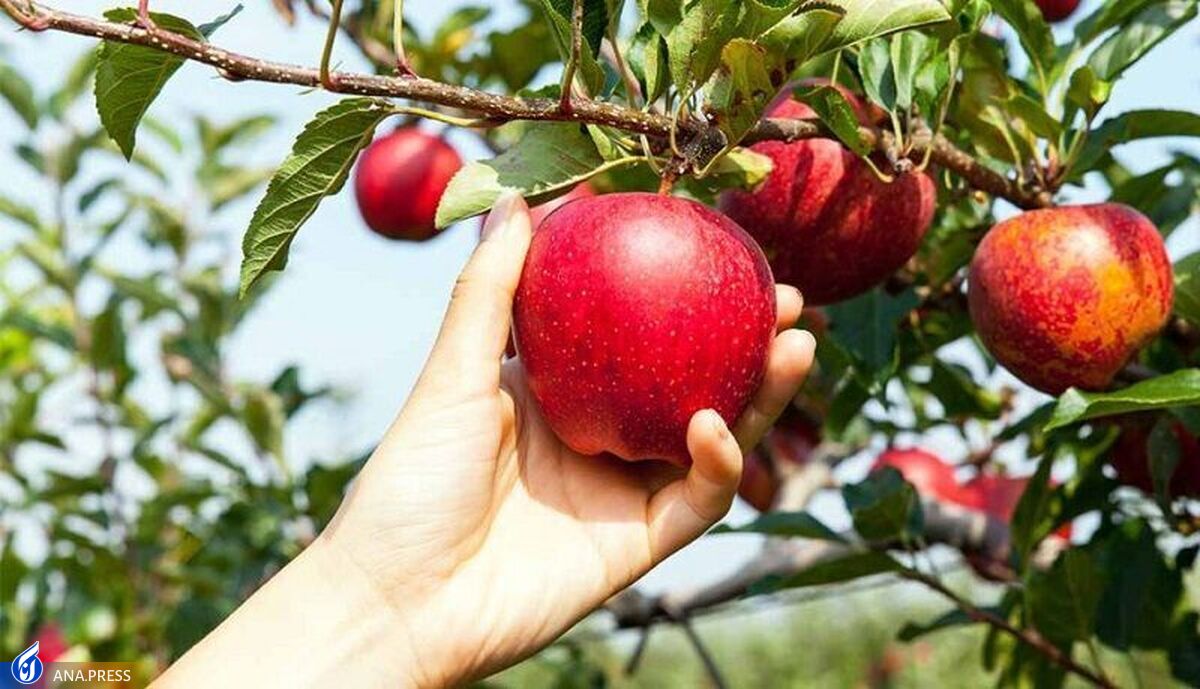 تولید «کنسانتره سیب فراسودمند» با گیاه استویا و سبوس برنج