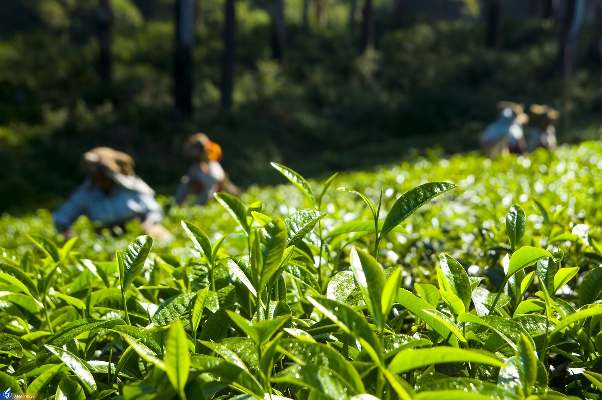 ۳۰ درصد از چای داخل را تولید می‌کنیم/ برای احیای هر هکتار باغ چای، نیاز به ۴۰ میلیون تسهیلات کم بهره داریم