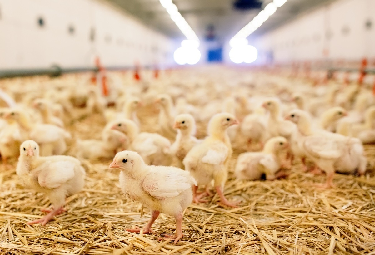 قیمت مرغ همچنان کاهشی/ تولید ۱۰ میلیون جوجه یک روزه مازاد بر نیاز آذر