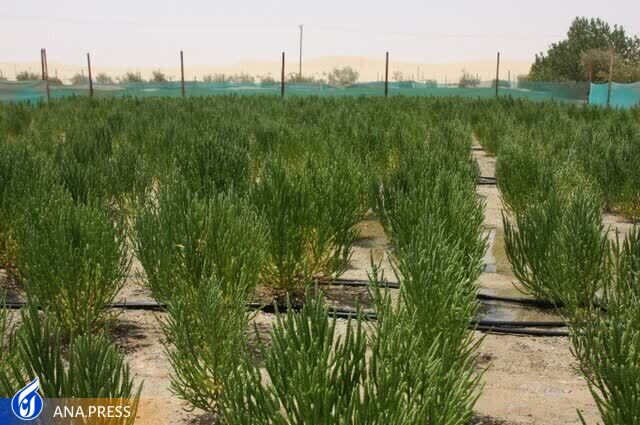 تولید چاشنی شور گیاهی برای نخستین بار در ایران