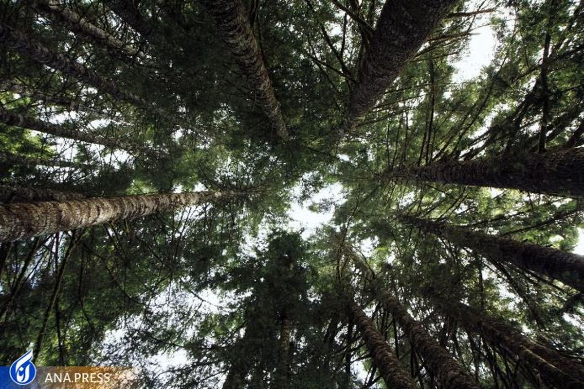 درختان با افزایش دمای جهان، دی اکسید کربن کمتری را جذب می‌کنند