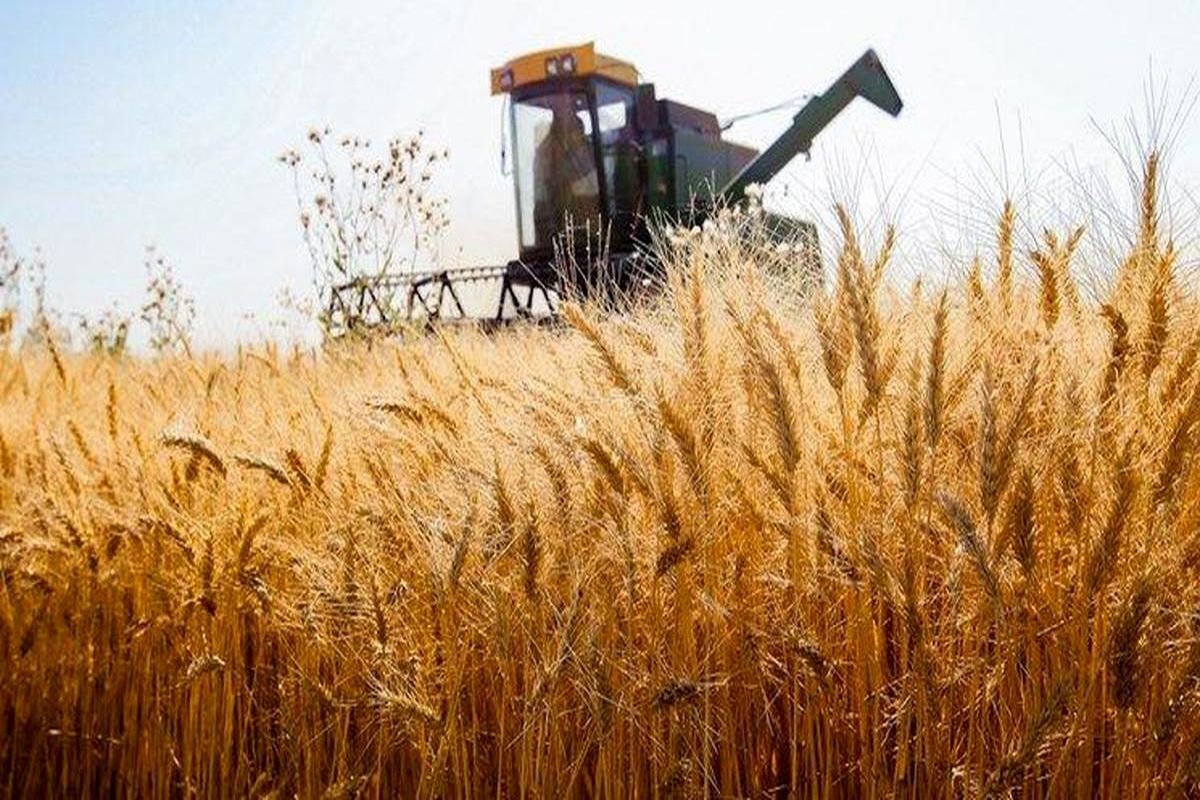 تولید گندم کشور در سال گذشته زراعی به بیش از ۱۰ میلیون تن رسید