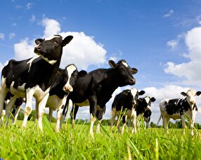 طراحی ساعتی هوشمند برای گاو‌ها که سلامت آن‌ها را بررسی می‌کند