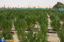 تولید چاشنی شور گیاهی برای نخستین‌بار در ایران