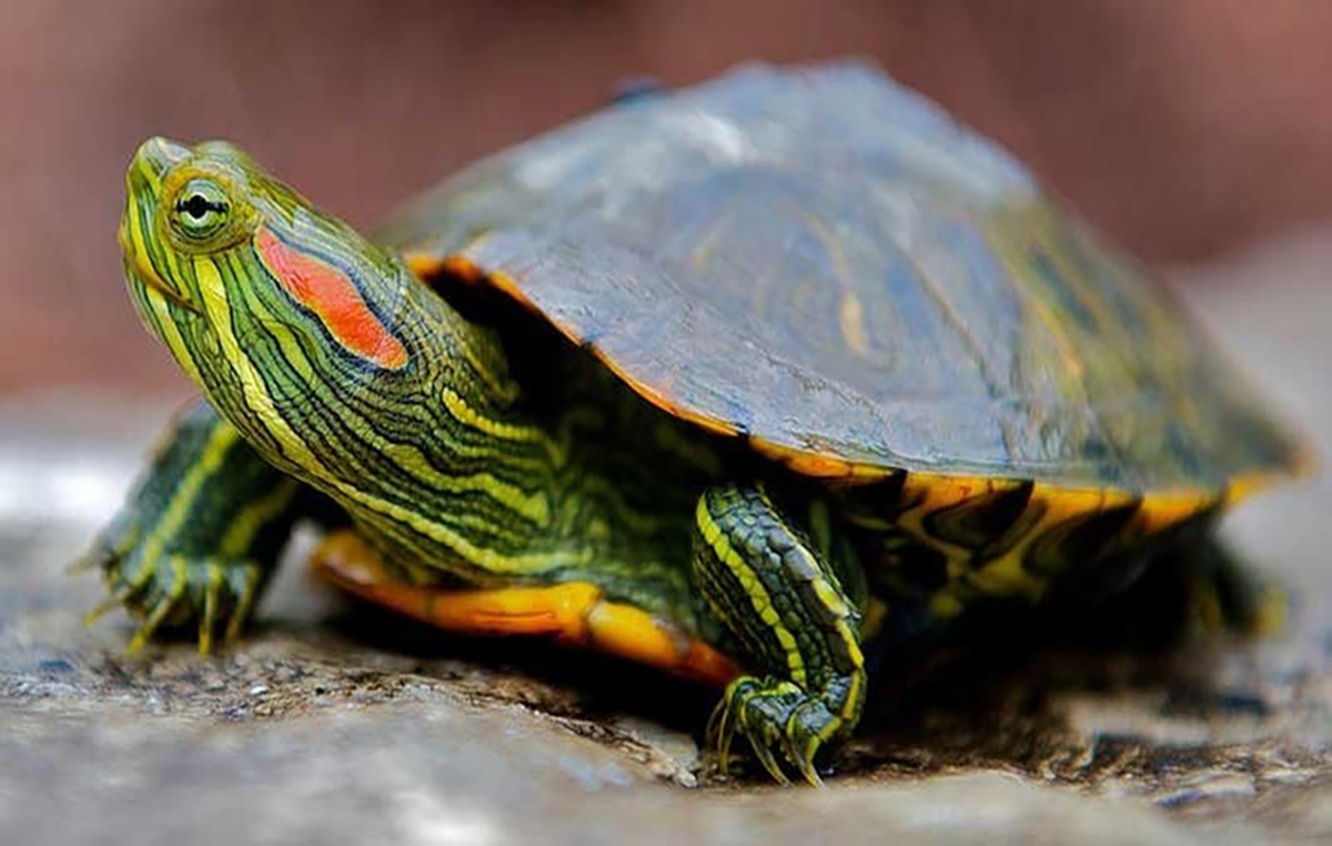 سرعت گسترش گونه‌ لاک‌پشت‌های مهاجم کنترل می‌شود