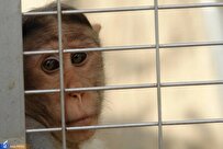 میمون‌های دست بسته در اتوبان آزادگان