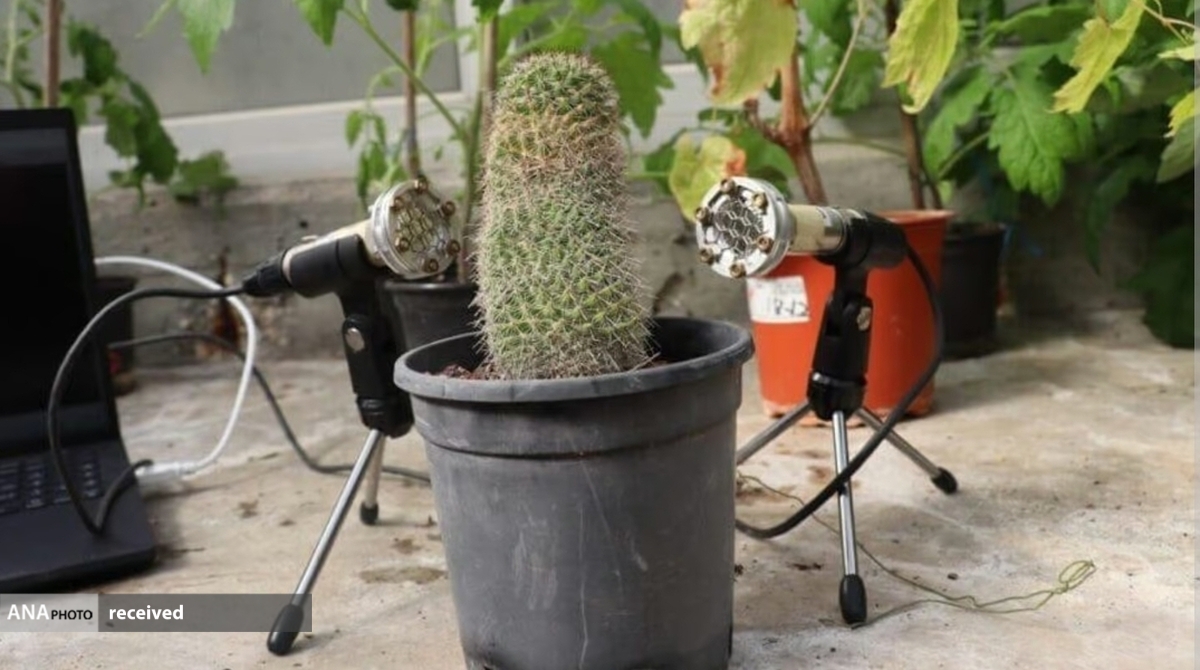گیاهان در هنگام تنش و استرس جیغ می‌کشند