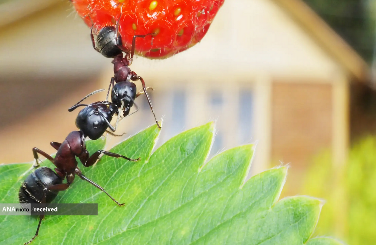 دوستی تکاملی ۶۰ میلیون ساله میان مورچه‌ها و گیاهان