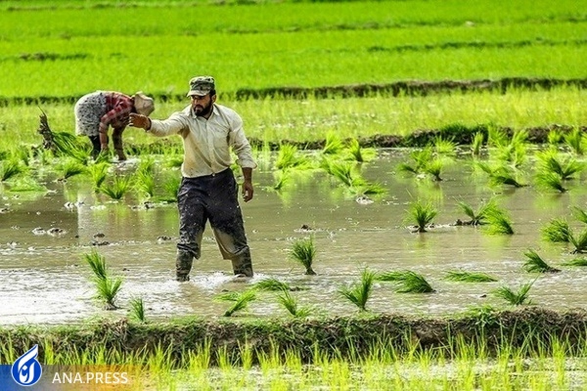 انجمن تولیدکنندگان و تامین‌کنندگان برنج آغاز به کار کرد/ برنج متولی یافت