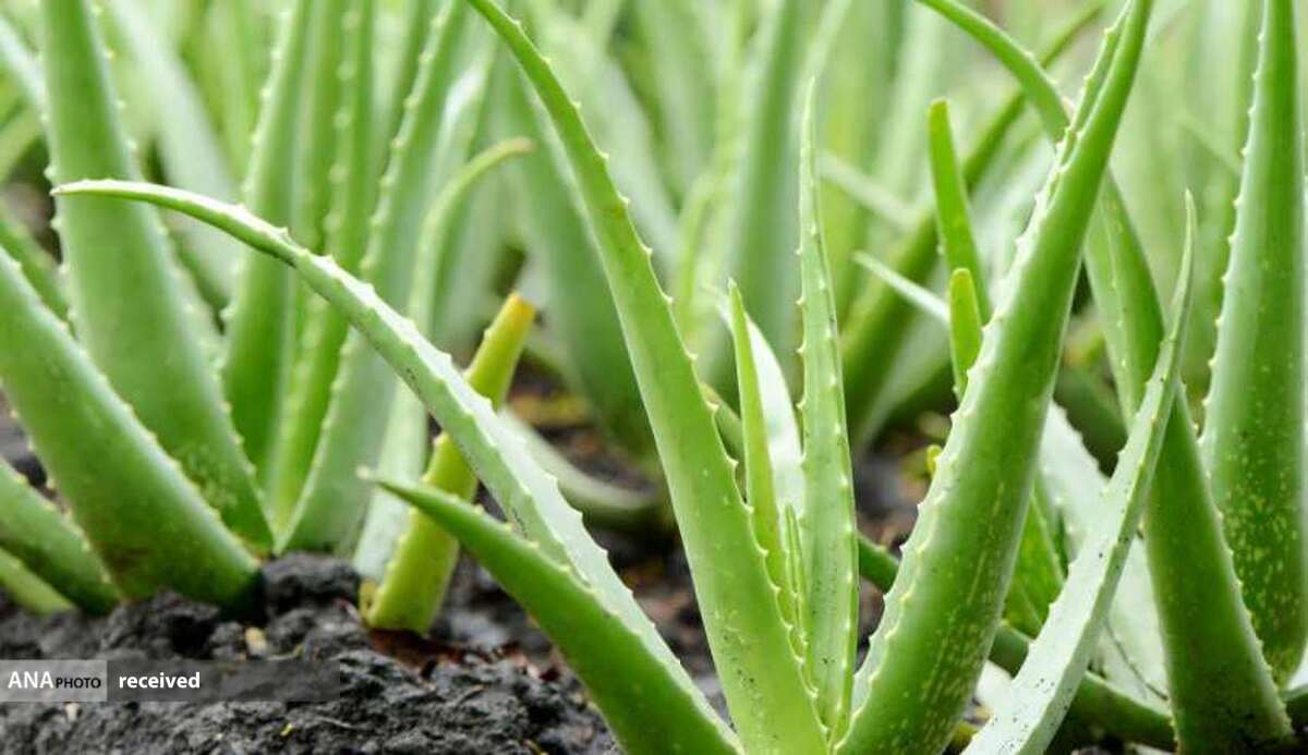 گلخانه ۸۰۰ متر مربعی پرورش آلوئه‌ورا در شهرستان نکا ایجاد می‌شود