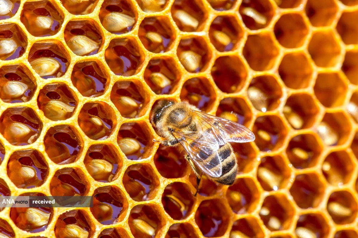 نجات جان زنبور‌های عسل با استفاده از کندو‌ی رباتیک