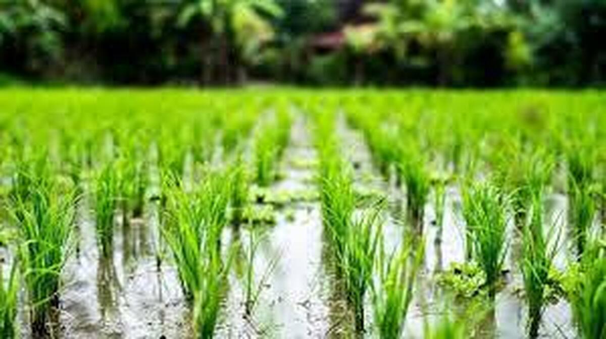 افزایش تولید برنج با بذر هیبرید