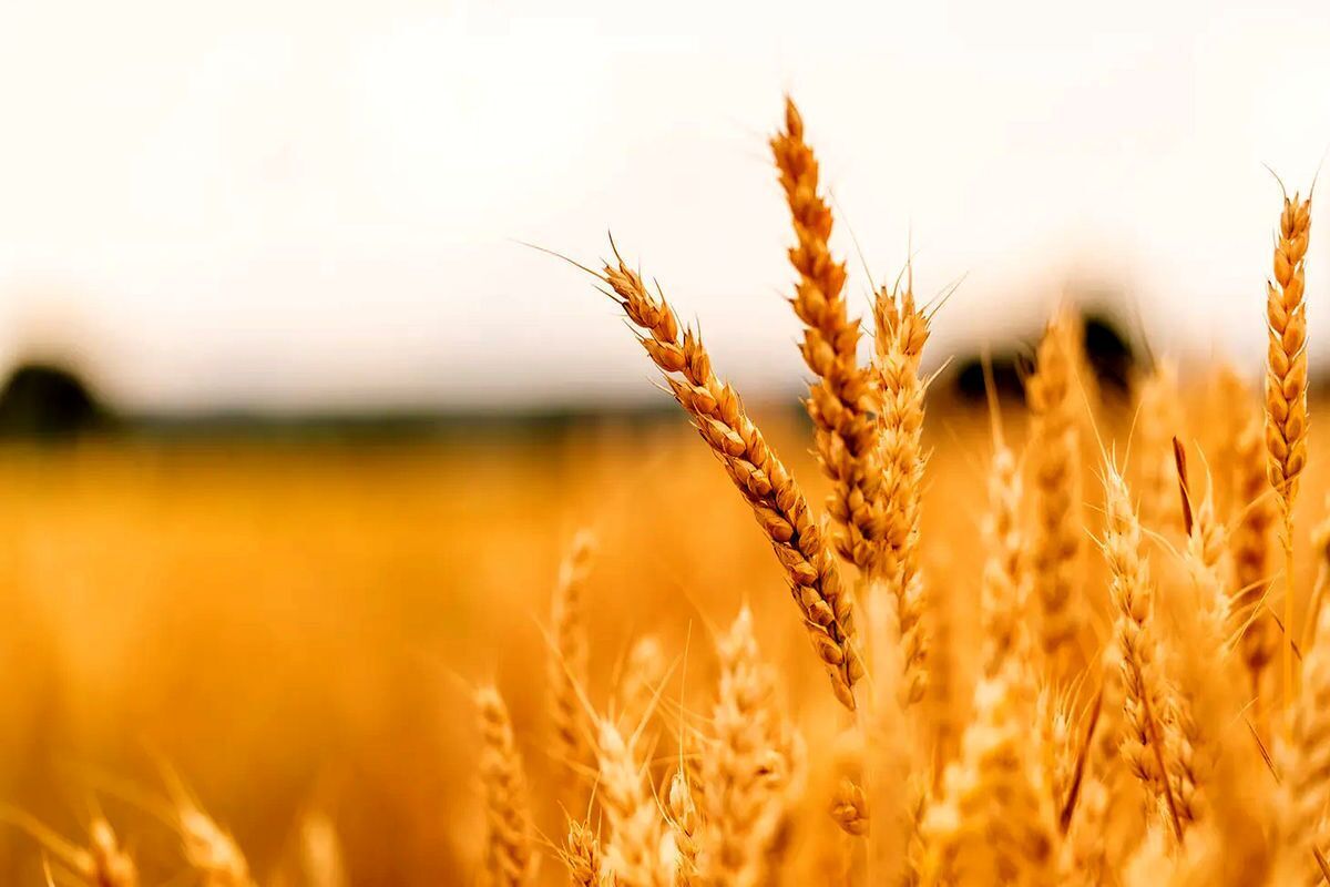 نیاز کشور به گندم ۱۲ میلیون تن است