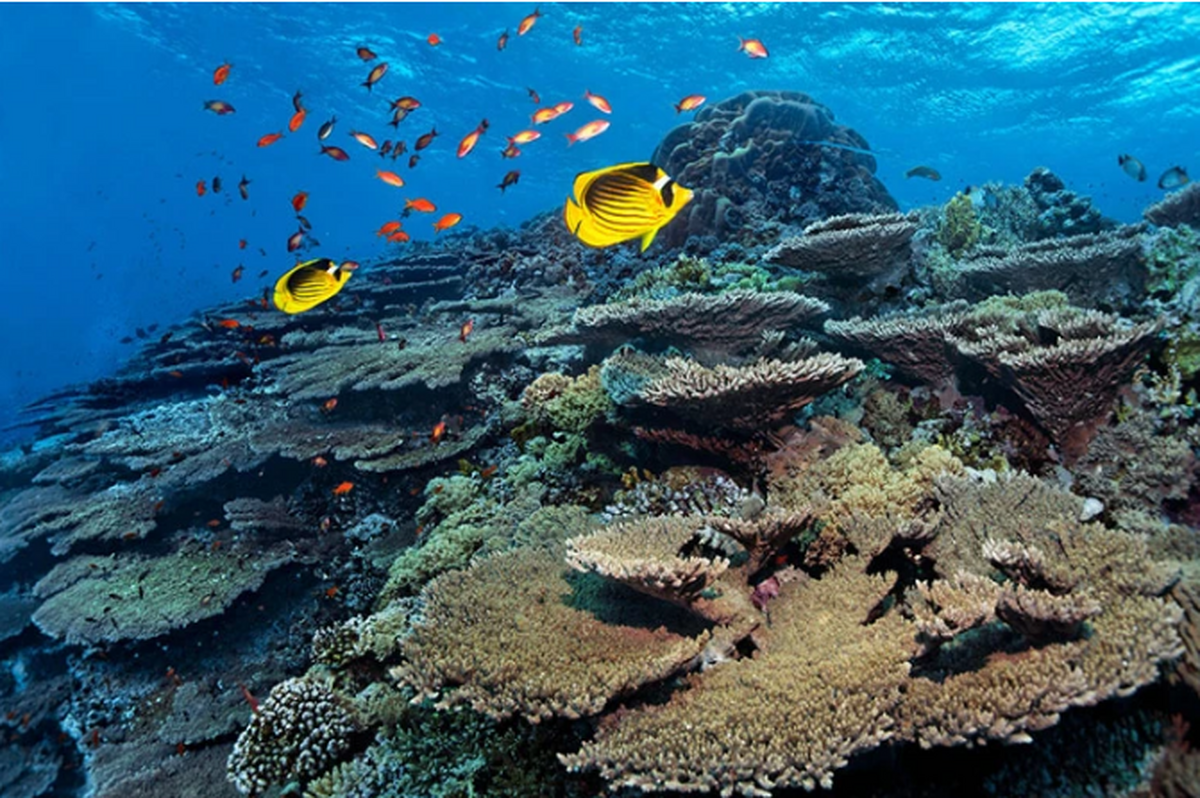 آیا عمل پیوند می‌تواند یک صخره مرجانی در حال احتضار را نجات دهد؟