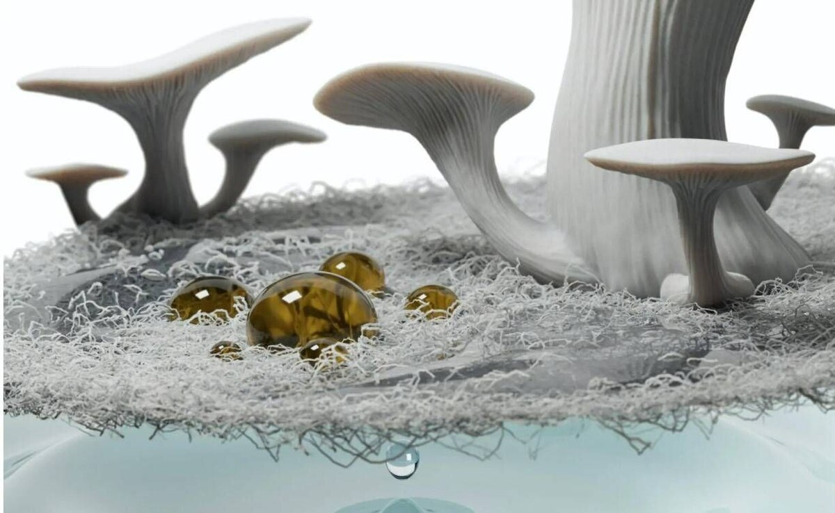 ساخت جاذب‌های نفتی سبز با قارچ‌های خوراکی