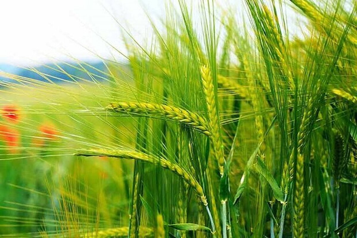 تقویت سازوکارهای تحمل گیاه گندم در برابر تنش‌های محیطی بررسی شد