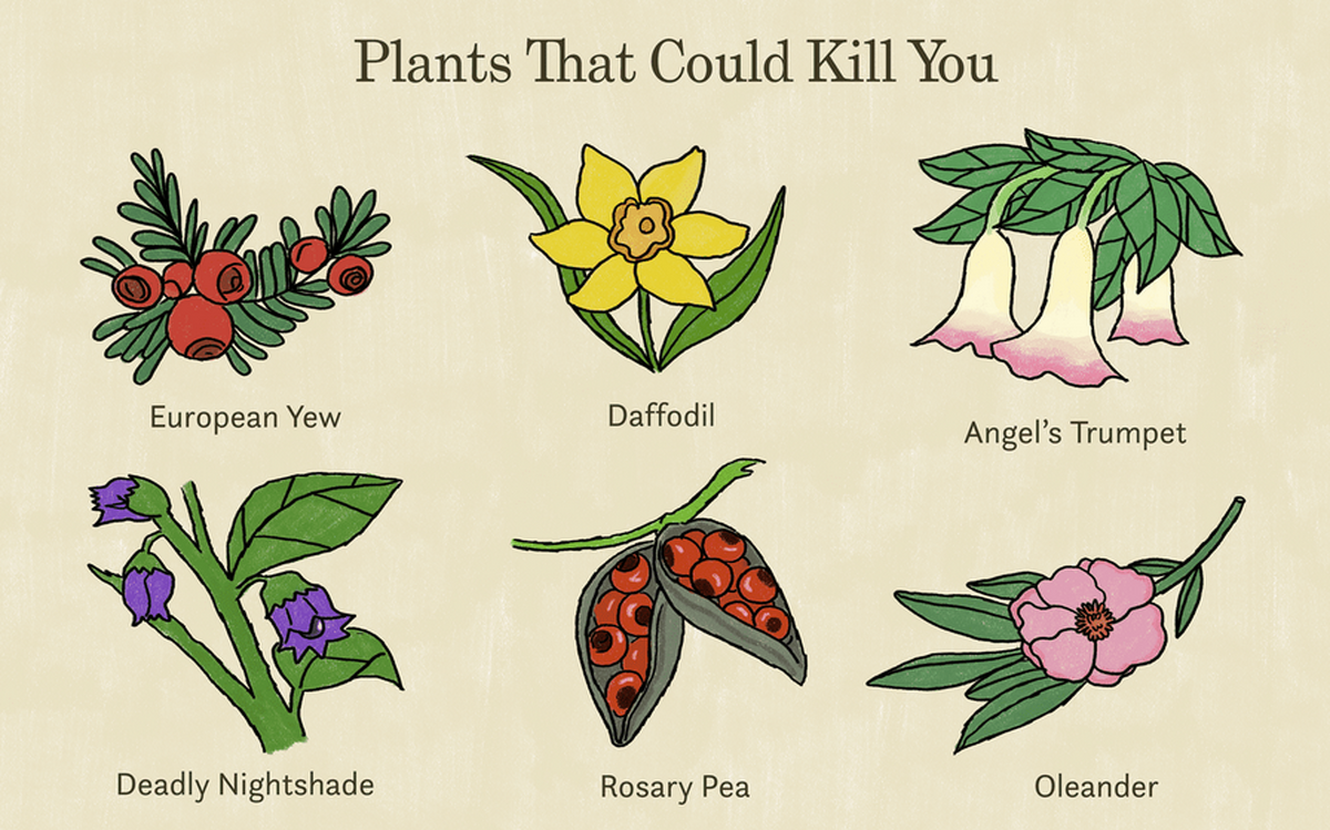 هر آنچه باید در مورد «گیاهان سمی» بدانید