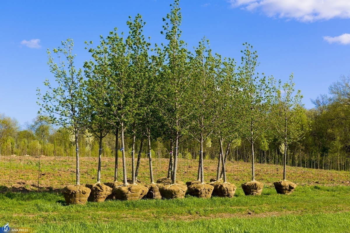 واکاوی اجرای طرح مردمی کاشت یک میلیارد درخت
