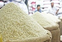 دولت برای حمایت از برنج ایرانی با بخش خصوصی همراه شود
