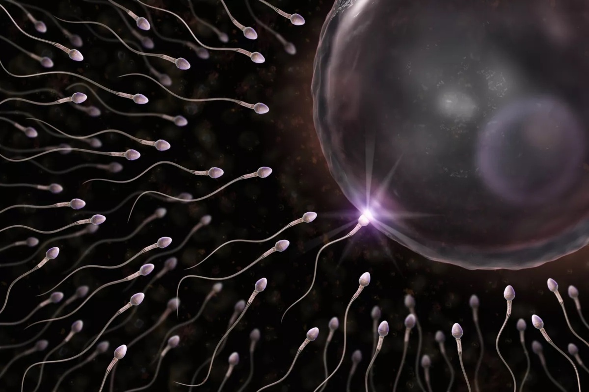 4 عامل نشاط سلول‌های جنسی را بشناسید
