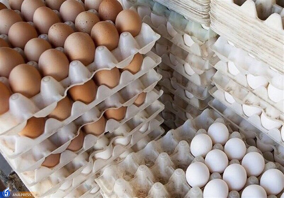 شروط تثبیت نرخ تخم مرغ در بازار