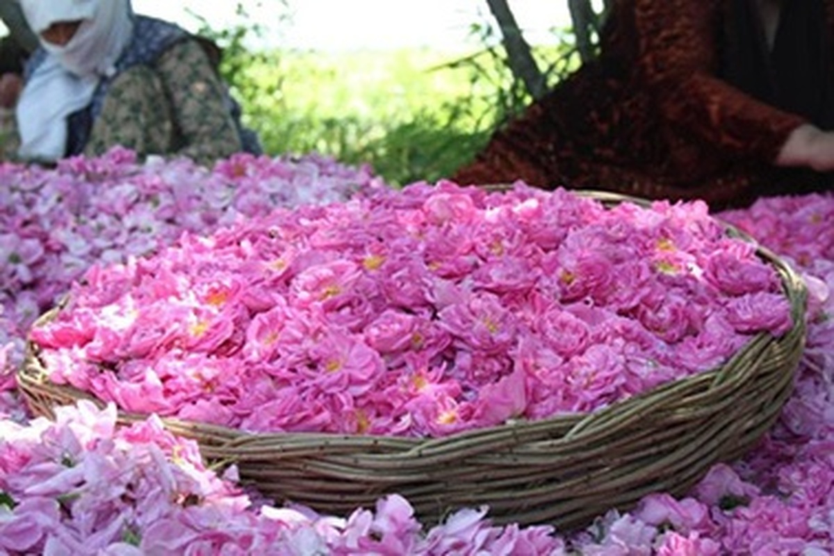 ضرورت برندسازی گل محمدی و گلاب ایرانی در جهان