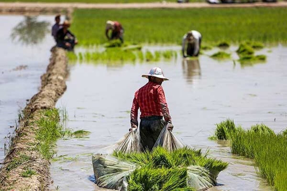 سیاست گذاری برای تنظیم بازار برنج