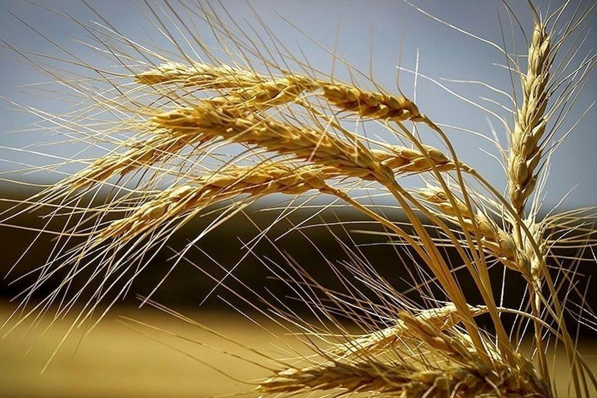 قیمت هرکیلو گندم در سال زراعی جاری  ۱۵ هزار تومان مصوب شد